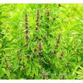 Buah Motherwort Berkualiti Asli